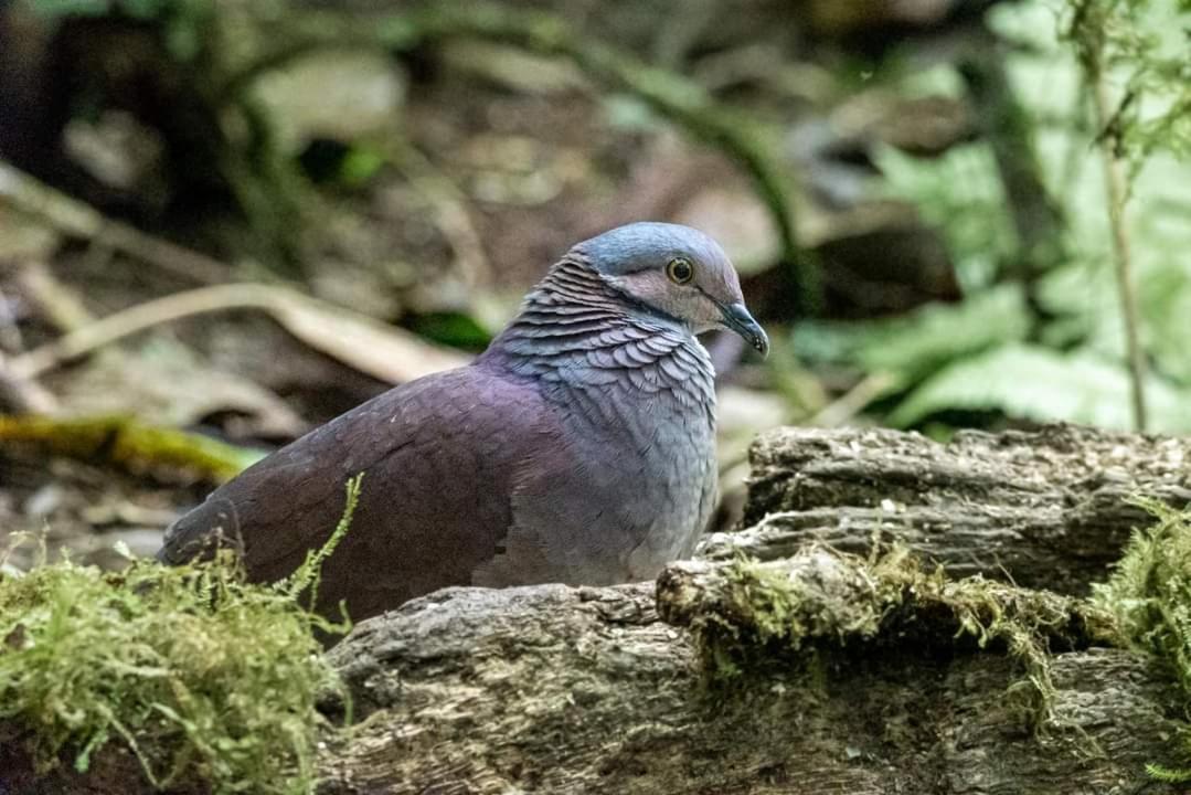 Bosque De Niebla Birding & Nature Cali Exterior foto