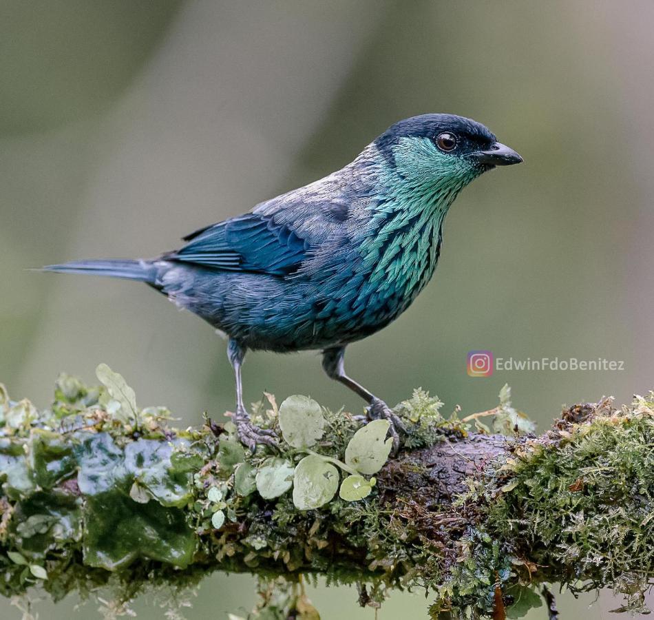 Bosque De Niebla Birding & Nature Cali Exterior foto