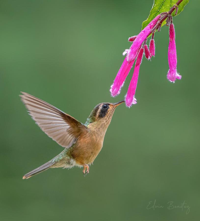 Bosque De Niebla Birding & Nature Cali Exterior foto